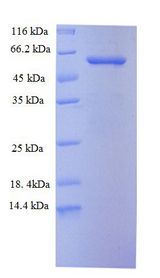 TLR7 / CD287 Protein