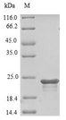 TMEM2 Protein - (Tris-Glycine gel) Discontinuous SDS-PAGE (reduced) with 5% enrichment gel and 15% separation gel.