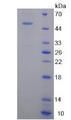 TNC / Tenascin C Protein - Recombinant  Tenascin C By SDS-PAGE