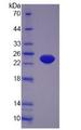 TNF Alpha Protein - Active Tumor Necrosis Factor Alpha (TNFa) by SDS-PAGE