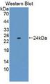 TNF Alpha Protein - Active Tumor Necrosis Factor Alpha (TNFa) by WB