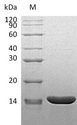 TNF Alpha Protein - (Tris-Glycine gel) Discontinuous SDS-PAGE (reduced) with 5% enrichment gel and 15% separation gel.