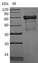 TNFRSF14 / CD270 / HVEM Protein - (Tris-Glycine gel) Discontinuous SDS-PAGE (reduced) with 5% enrichment gel and 15% separation gel.