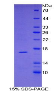 TNFRSF19L / RELT Protein - Recombinant Tumor Necrosis Factor Receptor Superfamily, Member 19 Like Protein By SDS-PAGE