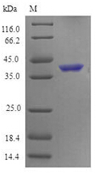 TNFRSF4 / CD134 / OX40 Protein - (Tris-Glycine gel) Discontinuous SDS-PAGE (reduced) with 5% enrichment gel and 15% separation gel.