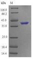TNFRSF4 / CD134 / OX40 Protein - (Tris-Glycine gel) Discontinuous SDS-PAGE (reduced) with 5% enrichment gel and 15% separation gel.