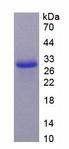 TNFSF12 / TWEAK Protein - Recombinant  Tumor Necrosis Factor Ligand Superfamily, Member 12 By SDS-PAGE
