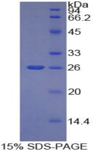TNFSF14 / LIGHT Protein - Recombinant Tumor Necrosis Factor Ligand Superfamily, Member 14 By SDS-PAGE