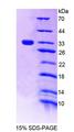 TNFSF5IP1 / CLAST3 Protein - Recombinant Proteasome Assembly Chaperone 2 (PSMG2) by SDS-PAGE