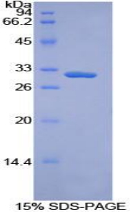 TOR3A Protein - Recombinant Torsin 3A By SDS-PAGE