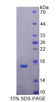 TP-2 / TNP2 Protein - Recombinant Transition Protein 2 By SDS-PAGE