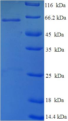 TP53 / p53 Protein