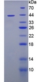TPP1 / CLN2 Protein - Recombinant  Tripeptidyl Peptidase I By SDS-PAGE