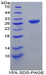 TRAF1 Protein - Recombinant TNF Receptor Associated Factor 1 By SDS-PAGE