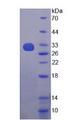 TRAF2 Protein - Recombinant  TNF Receptor Associated Factor 2 By SDS-PAGE