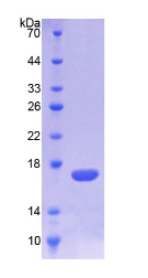 TREM1 Protein - Recombinant Triggering Receptor Expressed On Myeloid Cells 1 By SDS-PAGE