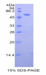 TRH / Thyrotropin Releasing Hormone Protein - Recombinant Thyrotropin Releasing Hormone (TRH) by SDS-PAGE