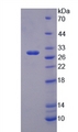 TRIM5 Protein - Recombinant Tripartite Motif Containing Protein 5 (TRIM5) by SDS-PAGE