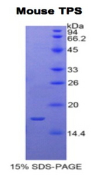 Tryptase Protein - Recombinant Tryptase By SDS-PAGE