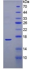 TTR / Transthyretin Protein - Recombinant Transthyretin By SDS-PAGE