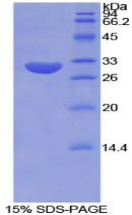 TUBE1 / Tubulin Epsilon Protein - Recombinant Tubulin Epsilon By SDS-PAGE