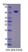 TUFT1 Protein - Recombinant Tuftelin (TUFT) by SDS-PAGE
