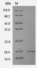 TXNDC12 Protein - (Tris-Glycine gel) Discontinuous SDS-PAGE (reduced) with 5% enrichment gel and 15% separation gel.