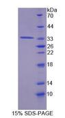 Tyrosine Aminotransferase Protein - Recombinant Tyrosine Aminotransferase (TAT) by SDS-PAGE