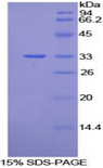 VANGL1 Protein - Recombinant Vang Like Protein 1 By SDS-PAGE