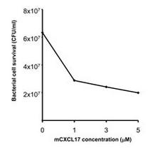 VCC-1 / CXCL17 Protein - Bactericidal activity of mouse CXCL17 against E.coli.