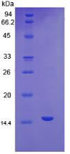 VEGFC Protein - Recombinant Vascular Endothelial Growth Factor C By SDS-PAGE