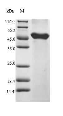 VRK1 Protein - (Tris-Glycine gel) Discontinuous SDS-PAGE (reduced) with 5% enrichment gel and 15% separation gel.
