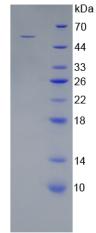 WNT10A Protein - Recombinant Wingless Type MMTV Integration Site Family, Member 10A By SDS-PAGE