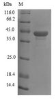 WNT3 Protein - (Tris-Glycine gel) Discontinuous SDS-PAGE (reduced) with 5% enrichment gel and 15% separation gel.