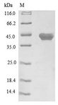 WNT3A Protein - (Tris-Glycine gel) Discontinuous SDS-PAGE (reduced) with 5% enrichment gel and 15% separation gel.