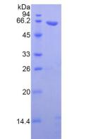 WNT5A Protein - Active Wingless Type MMTV Integration Site Family, Member 5A (WNT5A) by SDS-PAGE