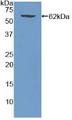 WNT5A Protein - Active Wingless Type MMTV Integration Site Family, Member 5A (WNT5A) by WB