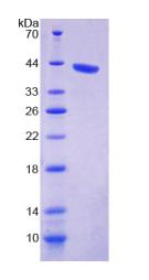 WWC1 / KIBRA Protein - Recombinant  Kidney And Brain Protein By SDS-PAGE