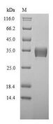 YWHAB / 14-3-3 Beta Protein - (Tris-Glycine gel) Discontinuous SDS-PAGE (reduced) with 5% enrichment gel and 15% separation gel.