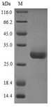 YWHAB / 14-3-3 Beta Protein - (Tris-Glycine gel) Discontinuous SDS-PAGE (reduced) with 5% enrichment gel and 15% separation gel.