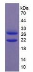 ZIF268 / EGR1 Protein - Recombinant Early Growth Response Protein 1 By SDS-PAGE