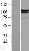 MOV10 Protein - Western validation with an anti-DDK antibody * L: Control HEK293 lysate R: Over-expression lysate