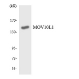 MOV10L1 Antibody - Western blot analysis of the lysates from HT-29 cells using MOV10L1 antibody.