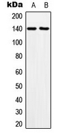 MOV10L1 Antibody - Western blot analysis of MOV10L1 expression in HeLa (A); NIH3T3 (B) whole cell lysates.