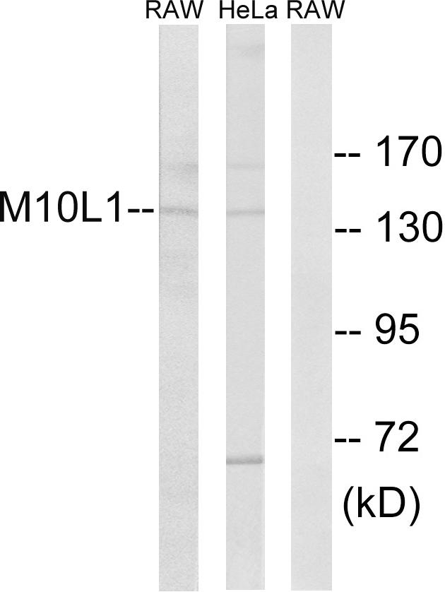 MOV10L1 Antibody - Western blot analysis of extracts from RAW264.7 cells and HeLa cells, using MOV10L1 antibody.