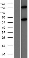 MOV10L1 Protein - Western validation with an anti-DDK antibody * L: Control HEK293 lysate R: Over-expression lysate