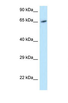 MOX / MOXD1 Antibody - MOXD1 antibody Western blot of HeLa Cell lysate. Antibody concentration 1 ug/ml.  This image was taken for the unconjugated form of this product. Other forms have not been tested.