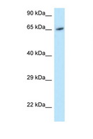 MOX / MOXD1 Antibody - MOXD1 antibody Western blot of HeLa Cell lysate. Antibody concentration 1 ug/ml.  This image was taken for the unconjugated form of this product. Other forms have not been tested.