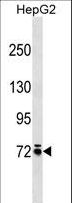 MOX / MOXD1 Antibody - MOXD1 Antibody western blot of HepG2 cell line lysates (35 ug/lane). The MOXD1 antibody detected the MOXD1 protein (arrow).