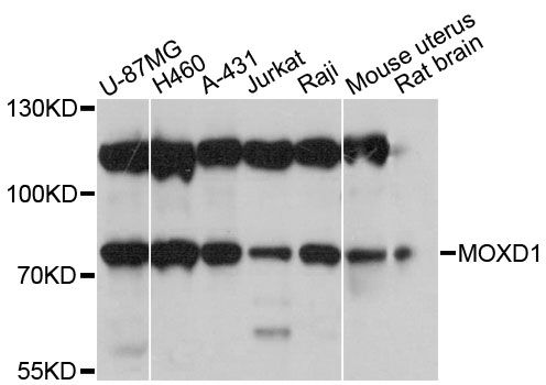 MOX / MOXD1 Antibody - Western blot analysis of extracts of various cell lines, using MOXD1 antibody at 1:3000 dilution. The secondary antibody used was an HRP Goat Anti-Rabbit IgG (H+L) at 1:10000 dilution. Lysates were loaded 25ug per lane and 3% nonfat dry milk in TBST was used for blocking. An ECL Kit was used for detection and the exposure time was 1s.